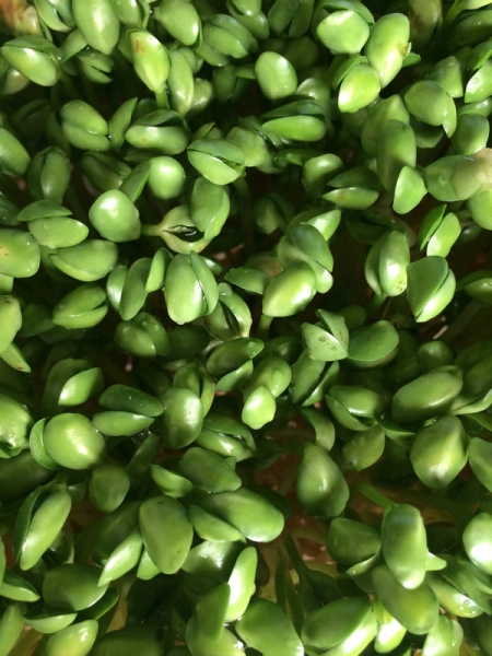 芽苗菜批發